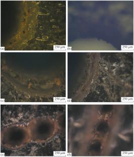 Morphology of the Surface of Natural Leather after Laser Exposure