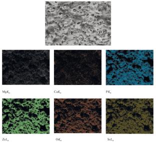 Synergistic Effects of Sr-CaP and ZrO2 Coatings on the Corrosion Behavior of Magnesium Alloy for Implant Applications