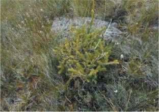 Raising of the Upper Boundary of Picea schrenkiana on the Moldo-Too Ridge Due to Climate Changes