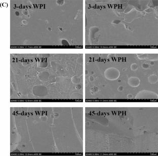 Comparative Evaluation of Casein, Soy, and Whey Hydrolysates on Anti-Hardening and Sensory Attributes of High-Protein Nutrition Bars