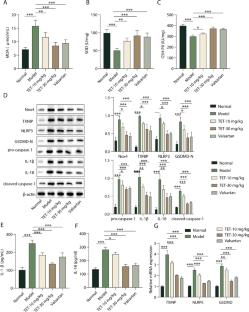 Tetrandrine improves oxidative stress and pyroptosis of podocytes in diabetic kidney disease by regulating TXNIP/NLRP3/GSDMD signaling pathway