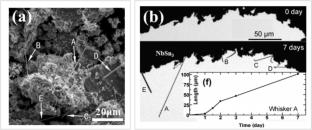 Perspectives on the driving factors of accelerated tin whisker growth