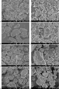 Mechanical, Powder Flow, Pasting and Morphological Properties of Indian Teff Grains and Flour as Influenced by Induced Moisture
