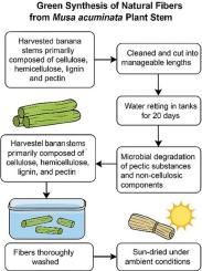Sustainable isolation and characterization of natural fibers from Musa acuminata stem for green composite development