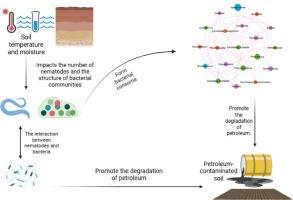 Effects of temperature and moisture on the co-inoculation remediation of petroleum-polluted soil by bacteria and nematodes