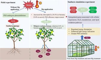 Magnesium application mitigates sunburn damage in citrus fruits by enhancing photosynthetic efficiency and antioxidant defense
