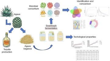Effects of agave bagasse and Lactococcus lactis addition on microbial communities and metabolite profiles of Mexican wheat sourdough