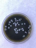 Development of an algae extract-based culture medium for Paenibacillus larvae without animal-derived components