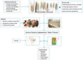 The taste of diversity: Sensory characteristics in diverse wheat aimed for food production under climate change