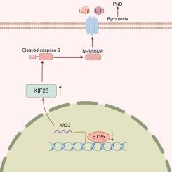 ETV5 transcriptionally inhibits KIF23 to repress pyroptosis in aged mice with perioperative neurocognitive disorders