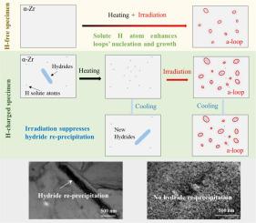 Interaction of irradiation defect and solute H atoms in Zircaloy-4: An in-situ TEM observation under heavy ion irradiation