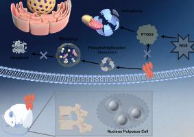 Lycium barbarum alleviates oxidative stress-induced ferroptosis and enhances mitophagy in intervertebral disc degeneration