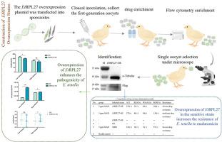 Ribosomal protein L27 contributes to virulence and maduramicin resistance in Eimeria tenella
