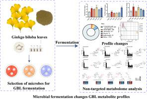 Microbial fermentation alters the phytochemical profile of Ginkgo biloba leaves