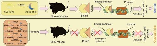 Circadian rhythm disturbance induces osteoarthritis in mice: Involvement of Clock and Bmal1 dysregulation and Pdgfa inhibition
