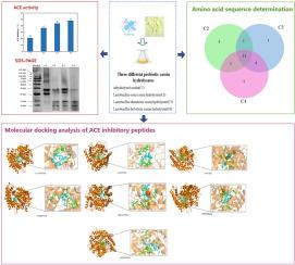 Identification and in-silico screening of ACE-inhibitory peptides from casein hydrolysate via fermentation with different probiotics