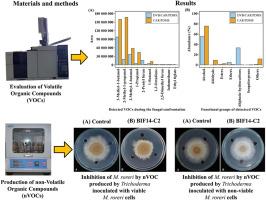 Antagonistic activity of native Trichoderma spp. against Moniliophthora roreri and volatile metabolite profiling of the most active strain in Amazonas, Peru