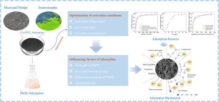 Activated biochar from Co-hydrothermal carbonization of municipal sludge and enteromorpha for high-efficiency Pb(II) removal: Activation optimization and adsorption mechanism