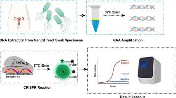 Rapid molecular diagnostic method for Gardnerella vaginalis based on CRISPR-Cas12a and recombinase-aided amplification (RAA)