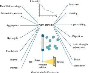 Probing multiscale structure of plant protein-based food system: Application of small-angle X-ray and neutron scattering (SAXS/SANS)