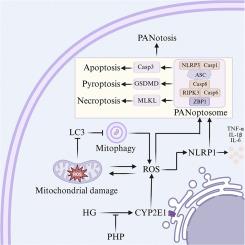 Pseudostellaria heterophylla polysaccharides attenuate diabetic lower limb ischemia via CYP2E1-mediated mitochondrial homeostasis and PANoptosis regulation