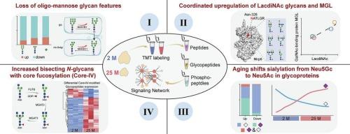 Structural and site-specific N-glycan alterations define the glycoproteomic landscape of thymic aging in rats