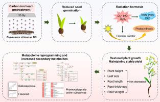 Carbon ion beam-induced radiation hormesis in Bupleurum chinense DC.: Insights from growth, physiological, and metabolomic analyses for increased bioactive substances