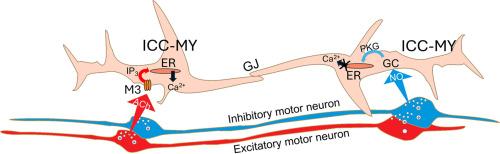 Neuronal regulation of myenteric interstitial cells of Cajal (ICC-MY) in the proximal colon