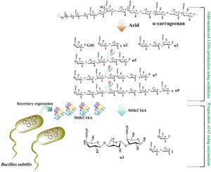 Secretory expression of κ-carrageenase MtKC16A in Bacillus subtilis for the preparation of κ-carratriose