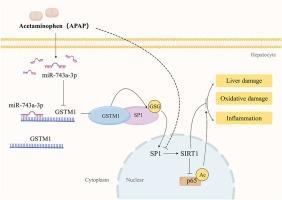 MiR-743a-3p-mediated hepatic GSTM1 elimination aggravates acetaminophen-induced acute liver injury by inhibiting Sp1 nuclear translocation and SIRT1 expression