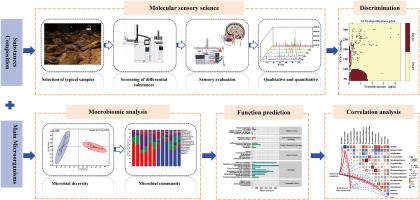 Analysis and formation mechanism of Key aroma compounds with ammonia-like off-flavors in Jiang-flavored high-temperature daqu: Substances composition and main microorganisms