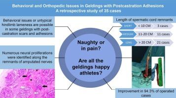 Behavioral and orthopedic issues in geldings with Postcastration adhesions: A retrospective study of 35 cases