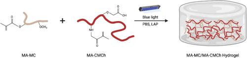 Development and optimization of a multifunctional cellulose-based hydrogel for enhanced crosslinking and tunability