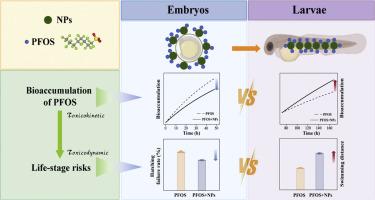 Developmental stage-dependent carrier effects of nanoplastics on PFOS bioaccumulation and toxicity in zebrafish: Insights from toxicokinetic-toxicodynamic perspective