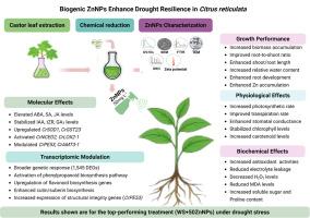 Biogenic zinc nanoparticles modulate physiological, biochemical, and molecular mechanisms to enhance drought resilience in Citrus reticulata