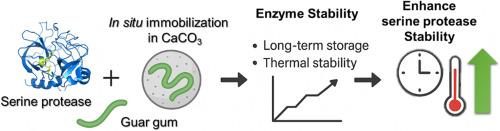 Serine protease–viscoelastic polysaccharide interaction in inorganic CaCO3: Enhanced thermal stability for efficient enzyme particulation via immobilization