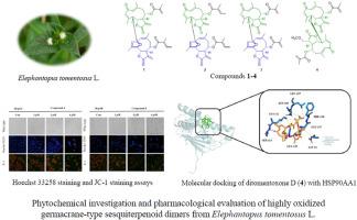 Highly oxidized germacrane-type sesquiterpenoid dimers from Elephantopus tomentosus L.: Structural characterization, DFT calculation and anti-hepatoma potential