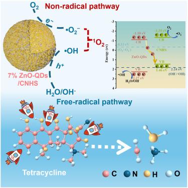Non-radical degradation mechanism on ZnO quantum dots/hollow-sphere g-C3N4 S-scheme heterojunction photocatalysts for tetracycline degradation