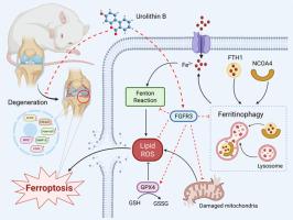 Gut microbiota metabolite Urolithin B inhibits chondrocyte ferroptosis by rewriting iron homeostasis via FGFR3/NCOA4/FTH1 axis, alleviating osteoarthritis