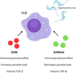 Immunomodulatory effects of Cryptococcus neoformans capsular polysaccharides on macrophage infected with Trypanosoma cruzi