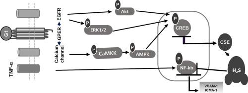Effects of G protein-coupled estrogen receptor on hydrogen sulfide production and cystathionine γ-lyase expression in human endothelial cells