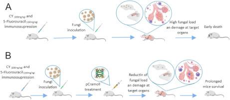 pCramoll therapy decreases mortality and fungal burden in immunosuppressed mice infected with Cryptococcus gattii