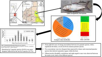 Diversity, ecological status and species associations of myxozoans (Cnidaria: Myxosporea) parasites of Labeo senegalensis Valenciennes, 1842 (Cyprinidae) from lake Maga in Cameroon