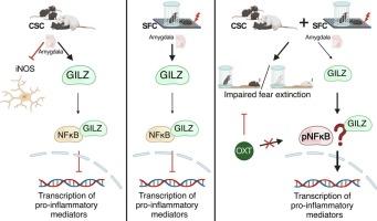 Impaired social fear extinction in chronically stressed mice: Impact on inflammatory brain markers and the contribution of oxytocin