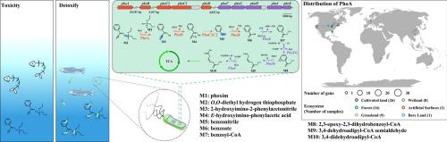Unveiling biodegradation mechanism of phoxim: Novel metabolic pathway, functional gene, detoxification effect, and widespread distribution of phoA