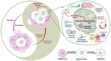 Pursuing healthy aging and longevity through natural product and stem cell-driven rejuvenation