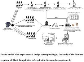 Peripheral blood mononuclear cell-driven cytokine and transcription factors induction confers resistance to Haemonchus contortus in Black Bengal goats