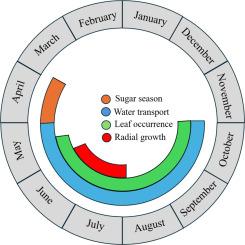 Decoding the seasonal clock of sugar maple: Timings and sequence of its phenological events