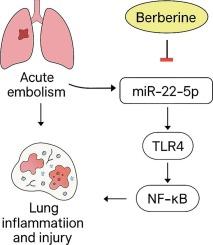 Berberine alleviates acute embolism-induced lung inflammation and injury by suppressing miR-22-5p expression and modulating the TLR4/NF-κB signaling pathway