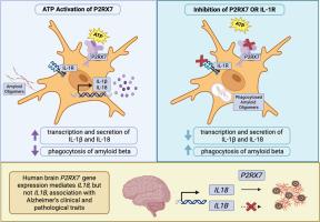 P2RX7 modulates the function of human microglia-like cells and mediates the association of IL18 with Alzheimer's disease traits